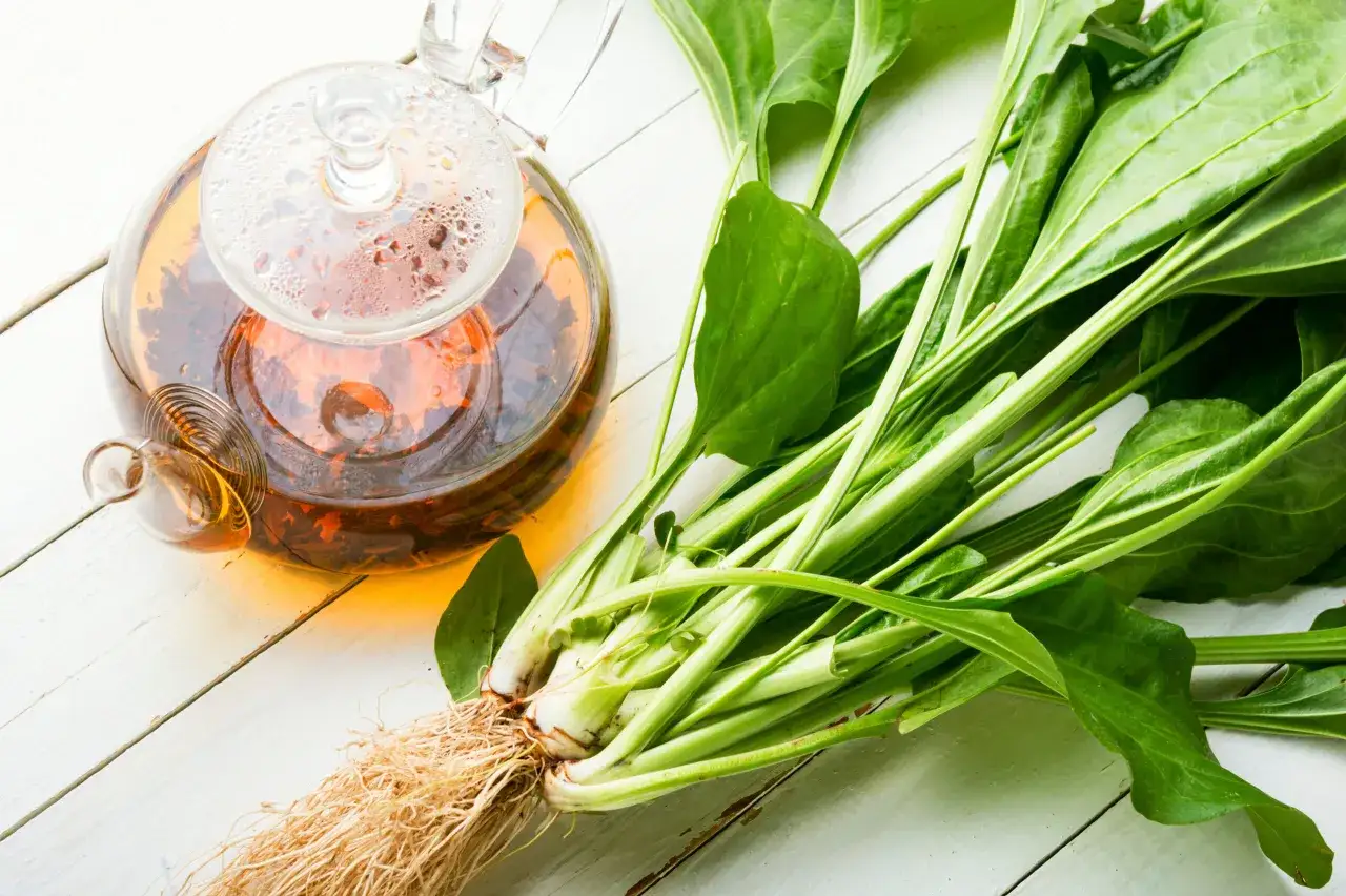 Th&eacute; infus&eacute; dans une th&eacute;i&egrave;re en verre &agrave; c&ocirc;t&eacute; de feuilles de plantain fra&icirc;ches, &eacute;voquant les plantain bienfaits pour la sant&eacute;.