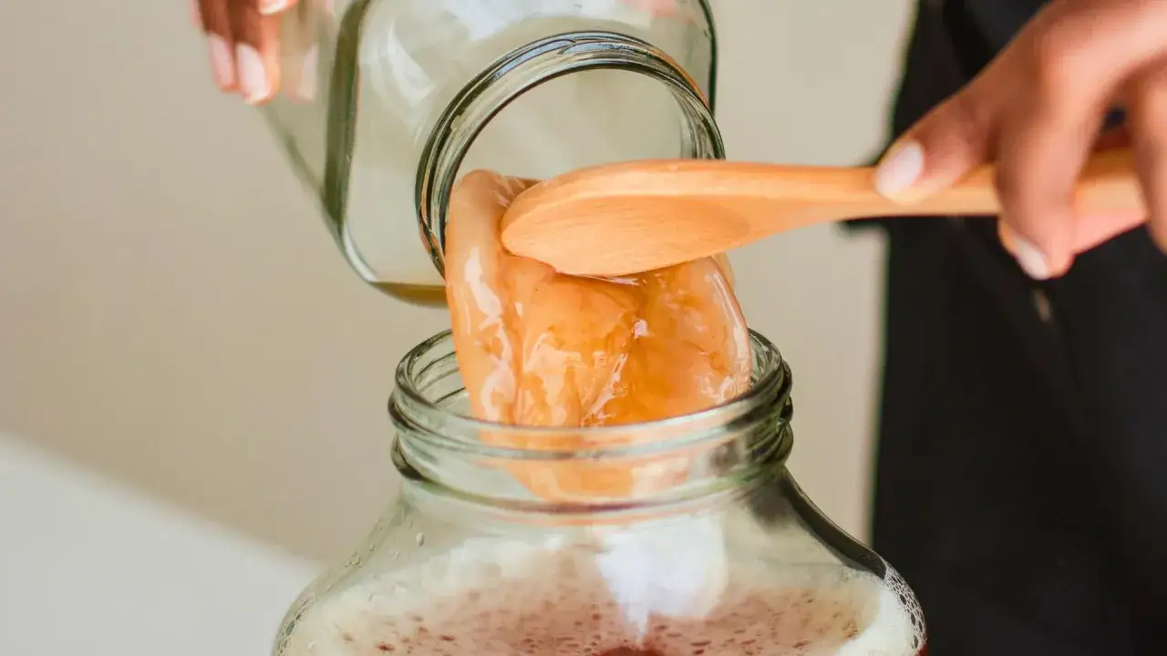 Une main dépose un SCOBY dans un bocal, étape clé pour savoir comment faire du kombucha maison.