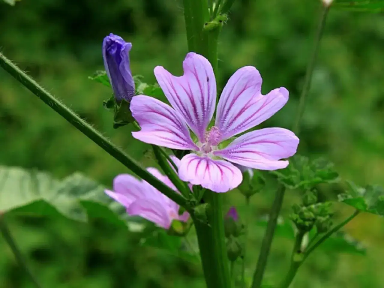Une d&eacute;licate mauve fleur aux p&eacute;tales stri&eacute;s de rose, avec un bouton floral violet &agrave; c&ocirc;t&eacute;.