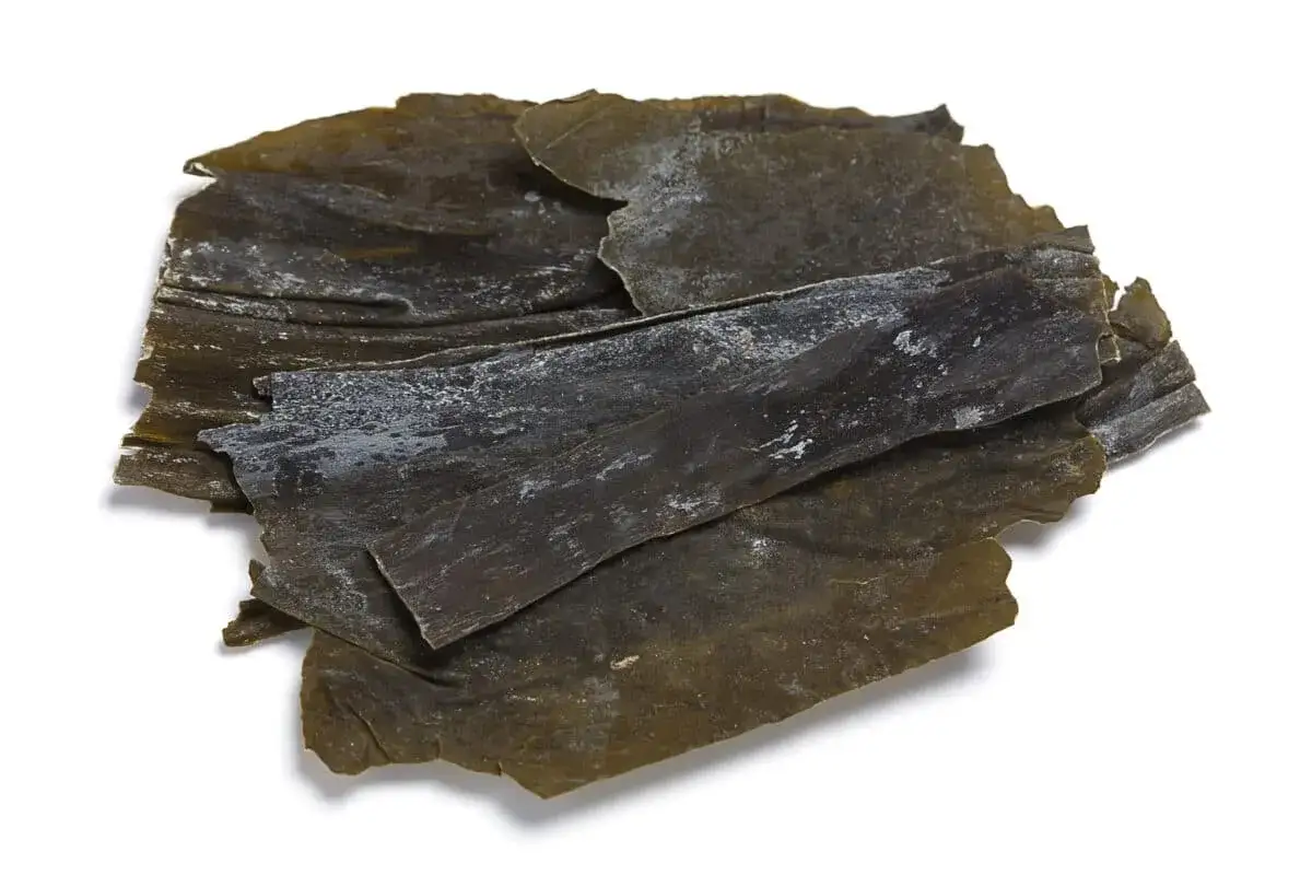Des feuilles d'algue kombu s&eacute;ch&eacute;e, connues pour leurs nombreux algue kombu bienfaits pour la sant&eacute;, sur fond blanc.