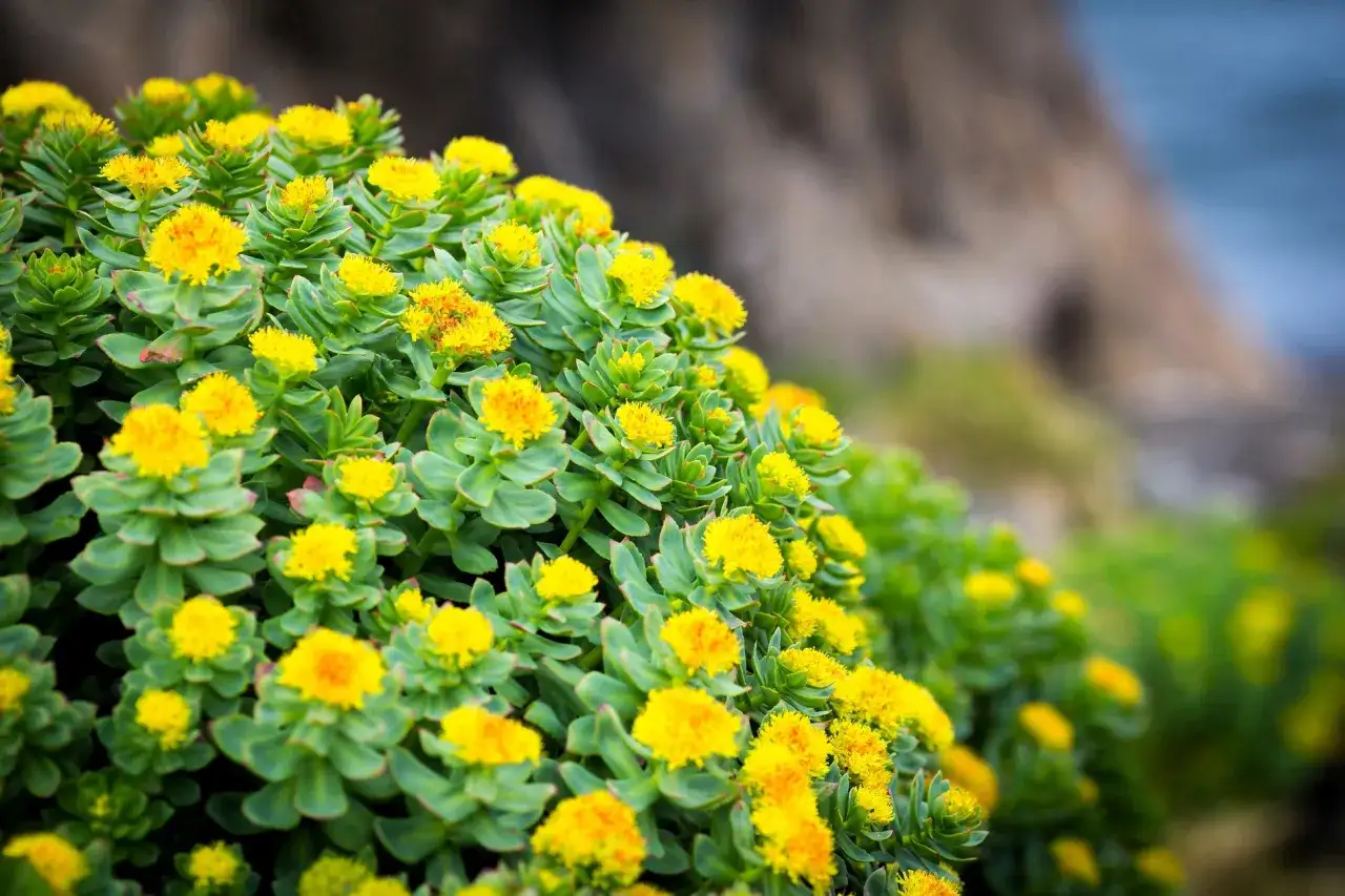 Gros plan sur des fleurs jaunes &eacute;clatantes de rhodiola rosea, avec des feuilles vertes succulentes.