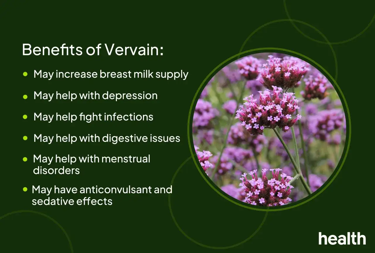 Gros plan sur des fleurs de verveine violettes, évoquant les bienfaits de la tisane verveine pour la santé.