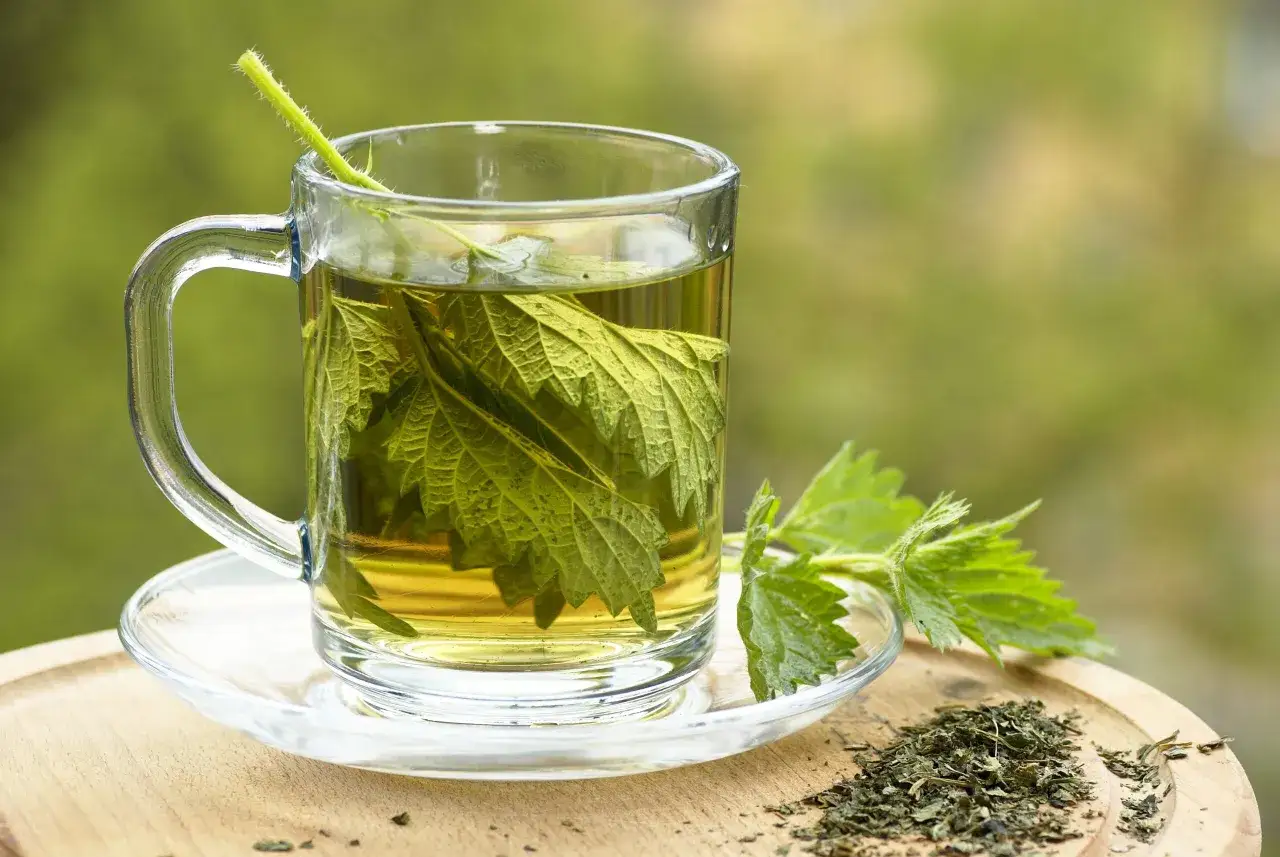 Une tasse en verre remplie d'une infusion ortie dor&eacute;e, avec des feuilles fra&icirc;ches et s&eacute;ch&eacute;es &agrave; c&ocirc;t&eacute;.