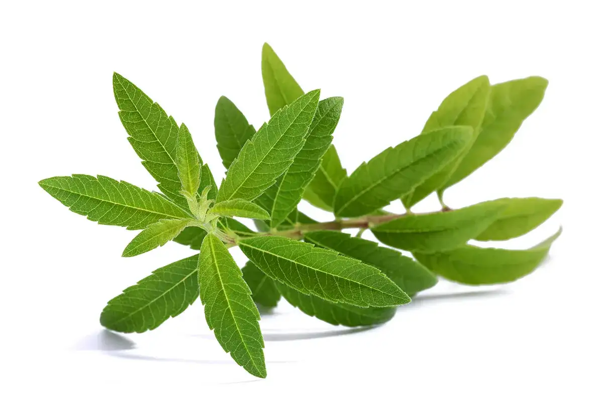 Une branche de verveine citronnelle aux feuilles vertes vives et dentelées, sur fond blanc.