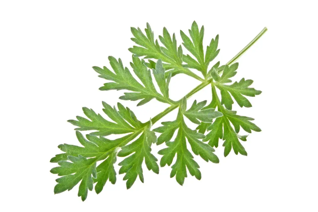 Une branche d'armoise aux feuilles vertes d&eacute;coup&eacute;es, &eacute;voquant ses nombreux bienfaits pour la sant&eacute;.