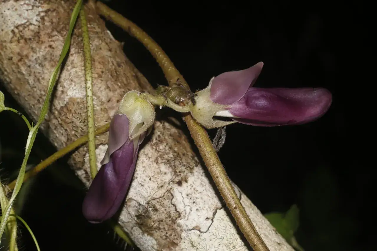 Fleurs violettes de mucuna pruriens, grimpant sur une branche rugueuse.