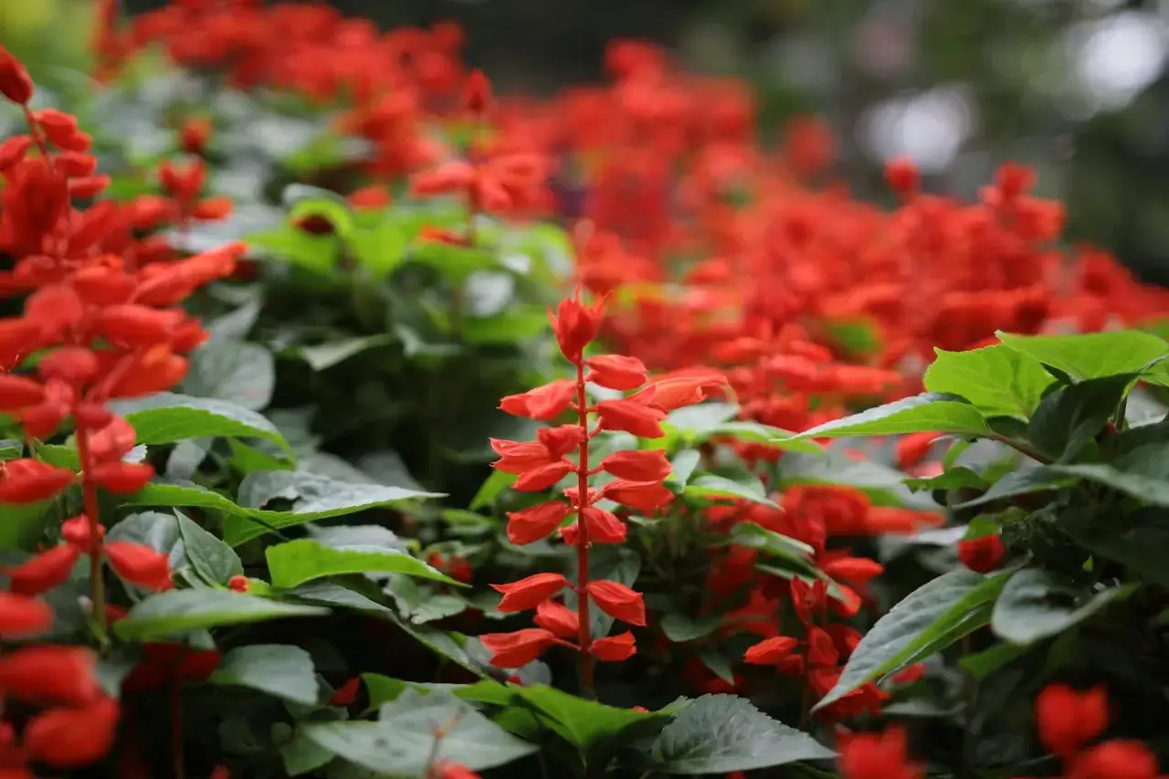 Un parterre de fleurs rouges &eacute;clatantes, comme une sauge ananas en pleine floraison, avec des feuilles vertes luxuriantes.