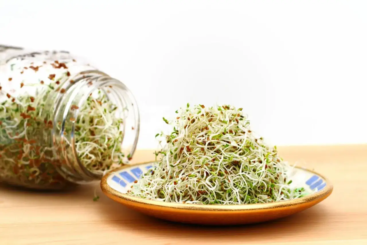 Grosse pousse de graines d'alfalfa dans un bocal renversé et sur une assiette.
