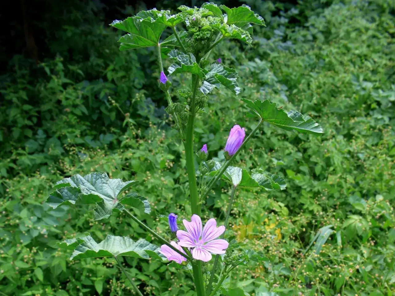 Une belle mauve fleur s'&eacute;panouit au milieu d'une v&eacute;g&eacute;tation luxuriante.