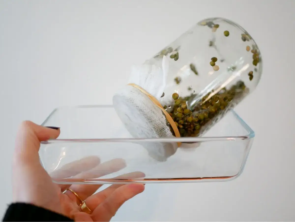 Bocal renvers&eacute; sur un plat en verre, rempli de graines germ&eacute;es pr&ecirc;tes &agrave; pousser.