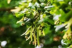 Rameau de tilleul avec ses fruits et feuilles vertes. Idéal pour une infusion tilleul enceinte, apaisante et naturelle.