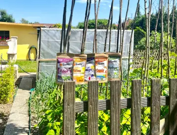 Quatre sachets d'infusions pour kéfir ou kombucha, "Eden", "Atlas", "Oasis" et "Zéphyr", sont accrochés à des piquets dans un jardin ensoleillé.