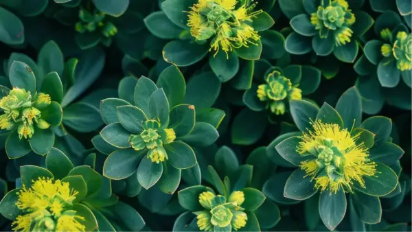 Plantes vertes aux feuilles épaisses et succulentes, avec de petites fleurs jaunes au centre. Une belle vue de la rhodiola rosea.