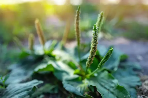 Plante de plantain aux épis floraux verts et bruns, rappelant les nombreux plantain bienfaits pour la santé.