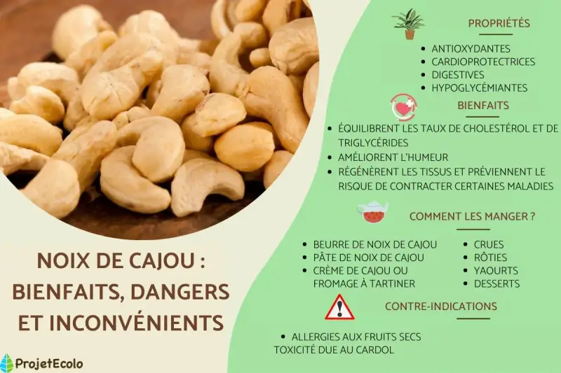 Gros plan sur des noix de cajou, avec des informations sur leurs bienfaits, mais aussi le noix de cajou danger potentiel lié aux allergies et au cardol.